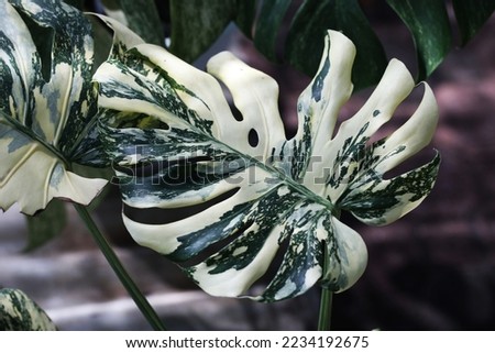 Beautiful foliage of variegated houseplant Monstera Thai constellation selected form Creme Brulee Royalty-Free Stock Photo #2234192675