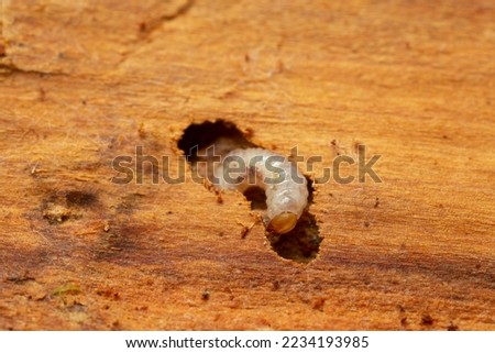 European spruce bark beetle larva, Ips typographus damage on fir wood Royalty-Free Stock Photo #2234193985