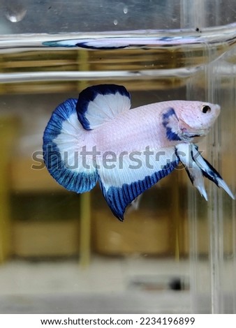 New variation of fighting fish or commonly named as Bettafish in the fresh water. Betta Fish in White and Blue style. 
