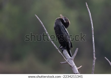 Little cormorant drying its wings. The little cormorant (Microcarbo niger) is a member of the cormorant family of seabirds. Slightly smaller than the Indian cormorant it has a shorter beak.