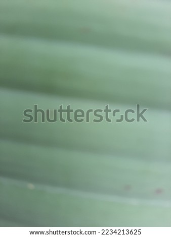 Green blurred or unfocused or defocused banana leaf texture wave pattern