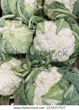 Fresh cabbage from farm field. Vegetarian food concept Royalty-Free Stock Photo #2234217927