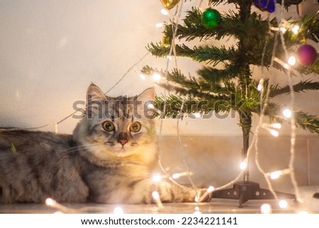 Cute persian cat celebrating the holidays on Christmas day.