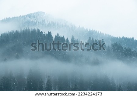 Panorama of snowy forest at foggy winter day with tonal perspective . Royalty-Free Stock Photo #2234224173