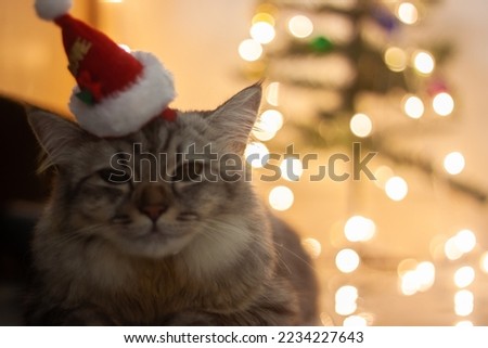 Persian cat making funny faces on Christmas holidays