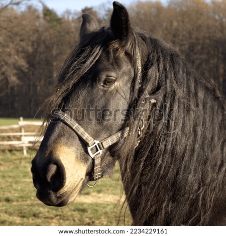 Portrait of horse. Animals in the village, countryside landscape. Head horse closeup.