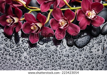 beautiful gorgeous red branch orchid on wet back stones background 