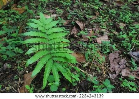 Portrait of Phegopteris connectilis beech fern in the forest with grass and dry leaves background.