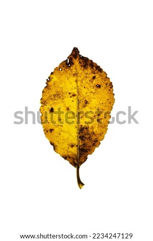 High key images of decaying autumn leaves