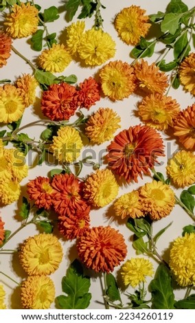 Chrysanthemums flowers background. Bouquet of colorful autumn fresh flowers for decoration home. Florist, floristry, Flowers bunch, top view, flat lay