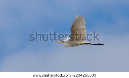 Great Egret flying taken in Ankara.