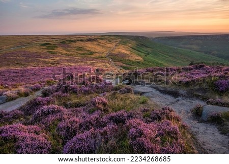 Stunning late Summer sunrise in Peak District over fields of heather in full bloom around Higger Tor and Burbage Edge Royalty-Free Stock Photo #2234268685