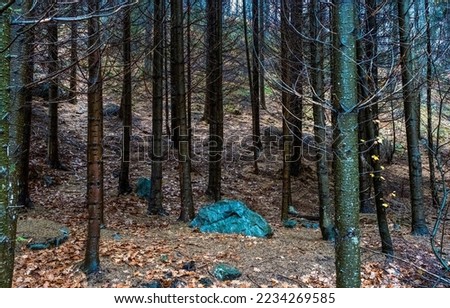 Tree trunks in the autumn forest. Autumn forest trees. Forest trees in autumn. Autumn forest trees background
