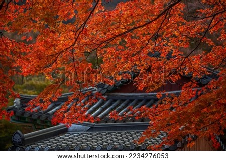 The autumn leaves of Baekyangsa Temple in the mountains express the late autumn of Korea well.