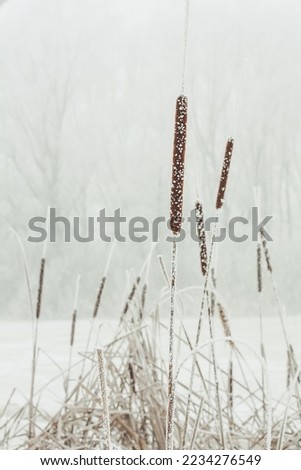 Close up frozen reed plants concept photo. Wetlands in winter. Front view photography with snowy foggy landscape on background. High quality picture for wallpaper, travel blog, magazine, article