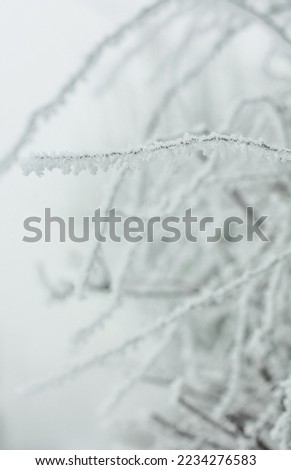 Close up detailed twigs covered with hoarfrost concept photo. Front view photography with snowy winter landscape on background. High quality picture for wallpaper, travel blog, magazine, article
