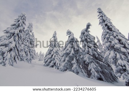 Tall conifers in winter wonderland landscape photo. Beautiful nature scenery photography with sky on background. Idyllic scene. High quality picture for wallpaper, travel blog, magazine, article