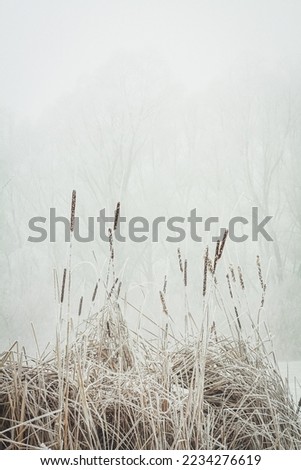 Close up hoarfrost on canes concept photo. Trees silhouette. Front view photography with snowy winter landscape on background. High quality picture for wallpaper, travel blog, magazine, article