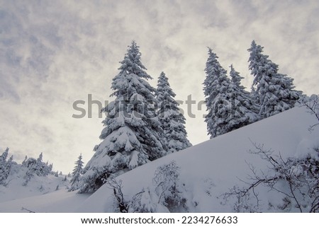 Towering snowy evergreen trees landscape photo. Beautiful nature scenery photography with wilderness on background. Idyllic scene. High quality picture for wallpaper, travel blog, magazine, article