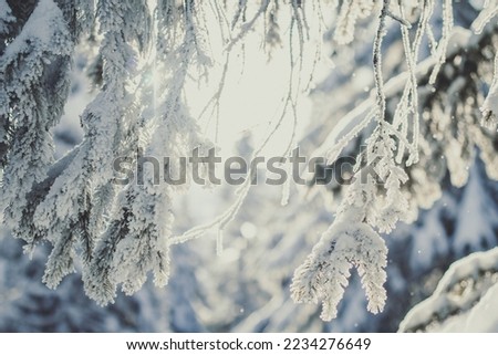 Close up fir branches covered with snow concept photo. Front view photography with snowy winter landscape on background. High quality picture for wallpaper, travel blog, magazine, article