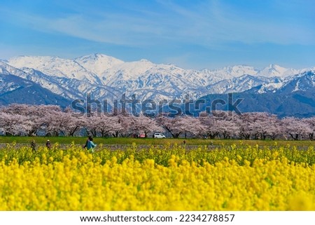 Japanese springtime.This place is the row of cherry trees along the River Funakawa.Asahi,Toyama,Japan.Middle April. Royalty-Free Stock Photo #2234278857