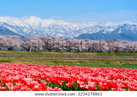 Japanese springtime.This place is the row of cherry trees along the River Funakawa.Asahi,Toyama,Japan.Middle April. Royalty-Free Stock Photo #2234278861