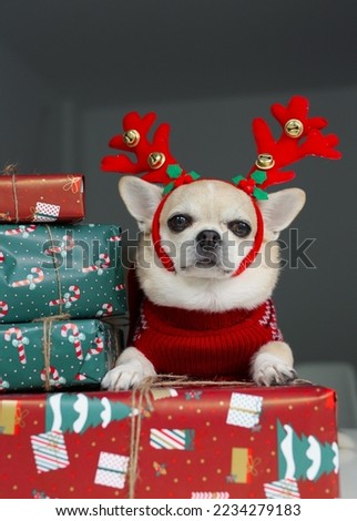 a dog of the Chihuahua breed, in a New Year's costume, sitting on the table in gift boxes, around the New Year's atmosphere
