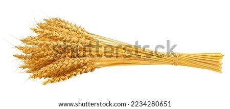 Wheat isolated on white background, clipping path, full depth of field