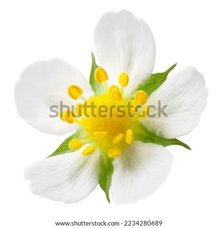 Strawberry Flower isolated on white background, full depth of field, clipping path