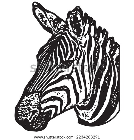 zebra with white background vector ilustration