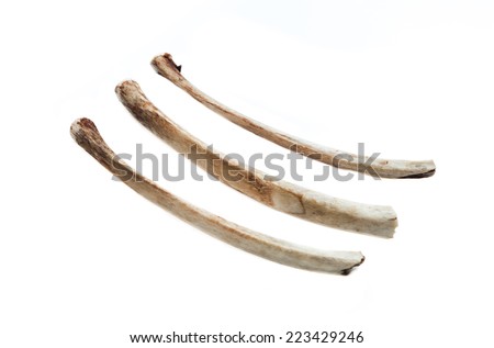 old bone isolated on white background Royalty-Free Stock Photo #223429246