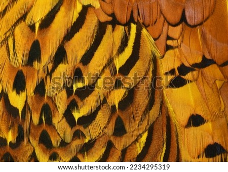 Golden featers form a exotic bird- layer, golden.