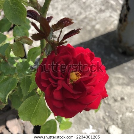 Macro photo red rose bud. Stock photo blooming red rose flower bud