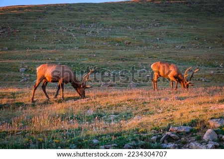 Elk Bulls at Sunset on the Mountains of the Rockies, Rocky Mountain National Park, Colorado