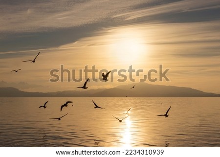Silhouettes of birds above the calm smooth surface of the water against the background of sunlight during sunset Royalty-Free Stock Photo #2234310939