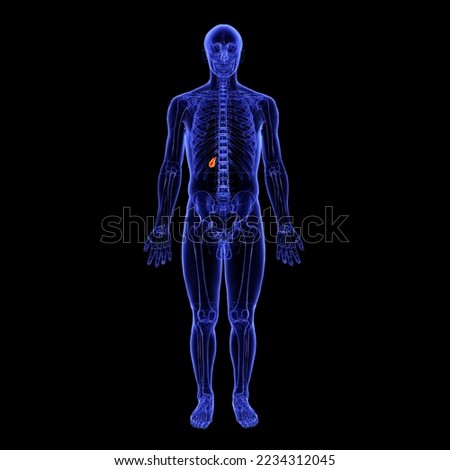 human body digestive gallbladder anatomy medical illustration.3D