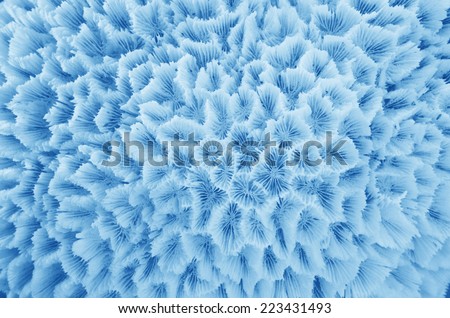 Abstract Texture formed by the detail of a white coral 