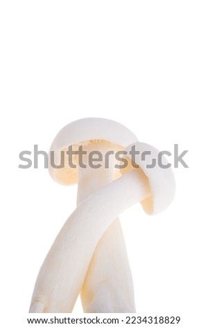 porcini shimeji mushrooms isolated on white background