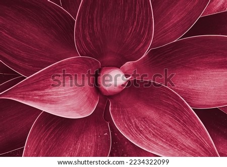 Agave leaves rosette closeup. Abstract floral pattern. Wild agave plant Fox Tail. Image toned in color of the year 2023 viva magenta