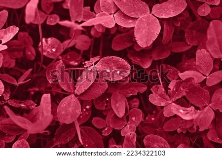Natural floral texture background with clover leaves with dew drops, closeup. Image toned in color of the year 2023 viva magenta