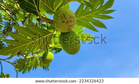 Natural scenery of breadfruit with a blue sky as a background