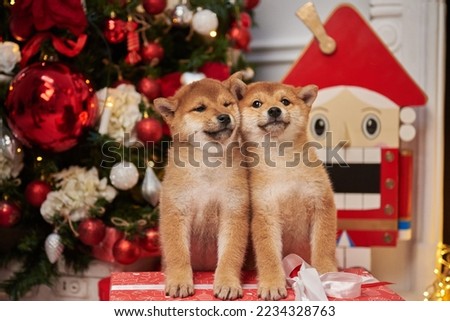 Shiba inu puppies next to a new year or christmas tree