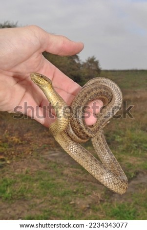 Portrait image of a smooth snake coiled around a man's hand. The tamed wild snake scans its environment.