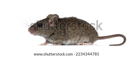 Close up of plain house mouse aka Mus Musculus, standing side ways. Looking ahead and away from camera. Isolated on a white background. Royalty-Free Stock Photo #2234344785
