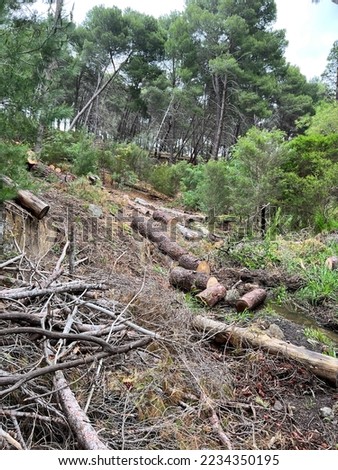 Forest pine and spruce trees. Log trunks pile. High quality photo
