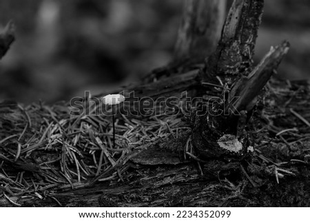 black and white picture of a small mushroom which grows on a rotten trunk 