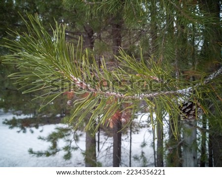 Snowfalls along the way to crater Lake. Close up picture of pine trees