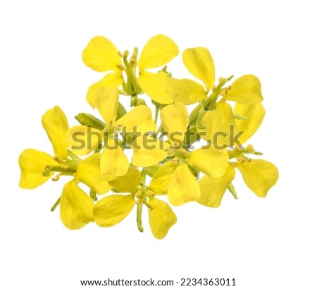 Mustard  flowers isolated on white background Royalty-Free Stock Photo #2234363011