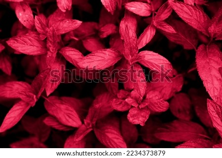 selective focus on the  juicy fragrant mint leaves,carmine red shade Viva Magenta 2023, toned