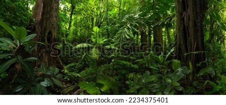 Tropical rain forest in Central America Royalty-Free Stock Photo #2234375401